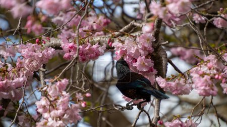New Zealand tui bird feeding on cherry blossom in Queens Park, Invercargill. Tui boivent du nectar et sont attirés par les cerisiers en fleurs. Paysage avec espace de copie à gauche.