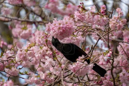 New Zealand tui bird feeding on cherry blossom in Queens Park, Invercargill. Tui drink nectar and are attracted to flowering cherry trees.