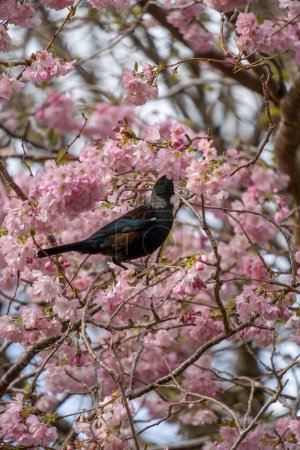 New Zealand tui bird feeding on cherry blossom in Queens Park, Invercargill. Tui drink nectar and are attracted to flowering cherry trees. Vertical format.