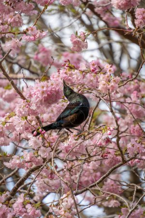 New Zealand tui bird feeding on cherry blossom in Queens Park, Invercargill. Tui drink nectar and are attracted to flowering cherry trees. Landscape with copy space on right. Portrait orientation.