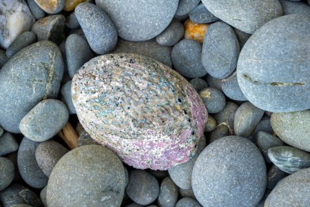 Natürliche Paua-Schale, angespült zwischen glatten Kieselsteinen. Auch als Seeohr bekannt, liegt er an einem Oamaru-Strand in Neuseeland.