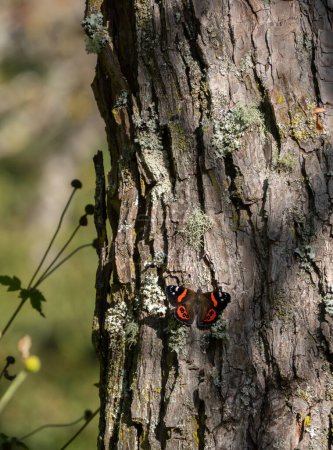 Neuseeland Roter Admiral-Schmetterling sonnt sich auf einem Baum. Schmetterlinge sonnen sich zur Thermoregulierung, da sie kaltblütige Tiere sind.