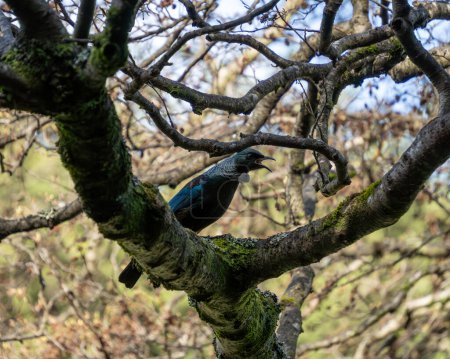 New Zealand tui singing in gnarled winter tree. Tui are birds known for their song and only found in Aotearoa New Zealand.