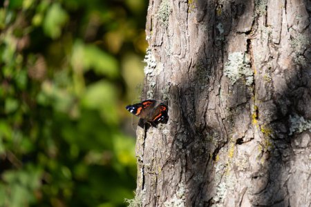 New Zealand red admiral butterfly (Vanessa gonerilla) basking on tree. Also known as kahukura, they bask to thermoregulate.