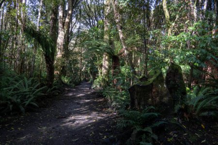 Wanderweg im Wald des Seaward Bush Reserve, Invercargill, Neuseeland. Heimische Bäume und Farne am Wegesrand laden zu Bewegung, Waldbaden und Achtsamkeit ein. Horizontal.