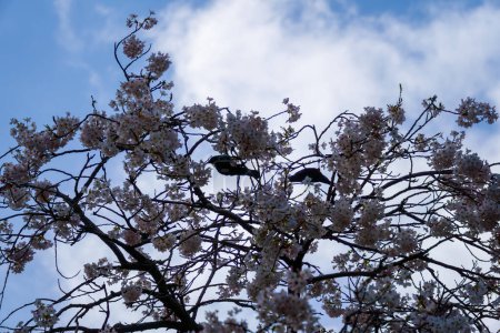 Two tui birds in pink flowering cherry tree. Spring blossom at Queens Park, Invercargill, New Zealand.