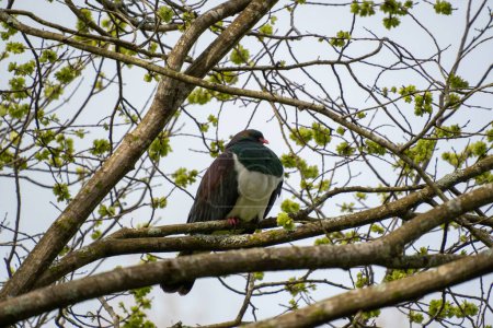 New Zealand pigeon, or kereru, perched in tree. Queens Park, Invercargill, New Zealand.