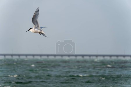 White-fronted tern (Sterna striata) flying over water. Wings in angelic arc. Large copy space nature background.
