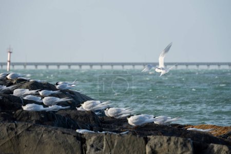 White-fronted tern (Sterna striata) returning to colony. Bluff, Invercargill with bridge and water background.