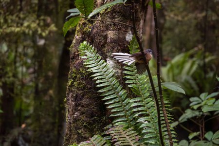 Rhipidura fuliginosa: Neuseeländische Fantasie im Regenwald. Naturspaziergang im Seaward Bush Reserve, Invercargill NZ.