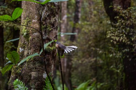 Rhipidura fuliginosa: New Zealand fantail in regenerating forest. Seaward Bush Reserve nature walk, Invercargill NZ.