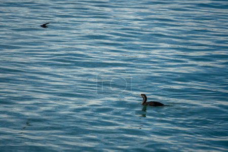 Neuseeländische Kormorane und Schwalbenvögel singen in ruhigem Wasser. Natur Hintergrund Textur Pazifik.