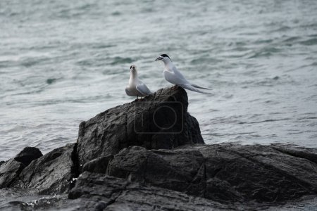 Dos charranes de fachada blanca (Sterna striata) en roca costera en Bluff, Nueva Zelanda. Terns mate de por vida.