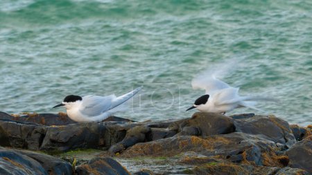 Colonia de charrán de fachada blanca (Sterna striata) en Bluff, Nueva Zelanda. Los Terns anidan en rocas en grandes colonias. Movimiento de ala borrosa.