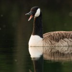 Canada goose swimming on a sunny day.