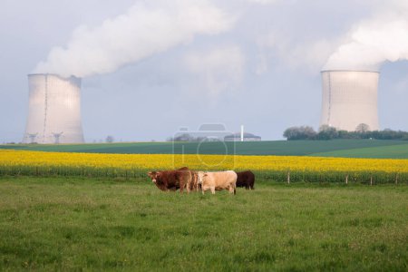 Photo for French cows posing in a meadow in front of nuclear power plants smokey chimneys in Cattenom. - Royalty Free Image