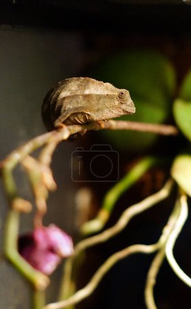 Photo for Kameleon pigmejski, jeden z najmniejszych kameleonw wiata. Terrarium z naturalnymi rolinami dla gada. - Royalty Free Image