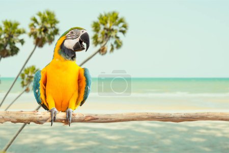 Téléchargez les photos : Aras perroquet oiseau sourire exotique animal capture sur bois contre mer plage tropical été avec copie espace pour Voyage publicité bannière arrière-plan - en image libre de droit