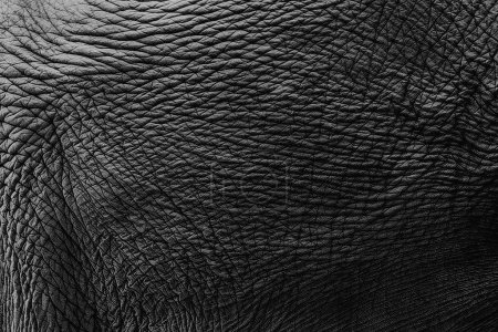 Elephant Skin Material Texture for Background. Asian Elephant Mammal Skin Textures. Closeup High Detail Beautiful Wild Elephant Texture Animal Leather Pattern.