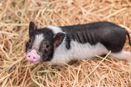Téléchargez les photos : Cochon miniature ou mini cochon petites races de porc domestique pour mignon beau animal de compagnie - en image libre de droit