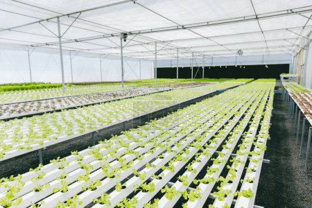 Hydroponic farm, fresh clean healthy organic non insecticide food plant nursery in green house agriculture business.