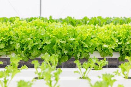 Lechuga verde o ensalada patta en granja hidropónica, vivero de plantas de alimentos orgánicos limpios frescos y sanos en el negocio de la agricultura de invernadero.