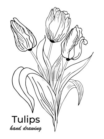Téléchargez les photos : Beautiful realistic flowers, tulips. The composition is drawn by hand. Great idea for invitations, posters, cards, backgrounds, for printing and layout, etc. - en image libre de droit