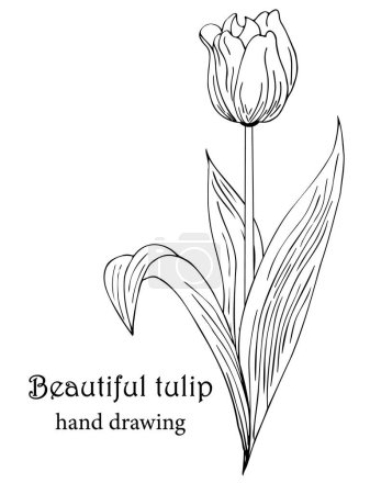 Téléchargez les photos : Beautiful realistic flowers, tulips. The composition is drawn by hand. Great idea for invitations, posters, cards, backgrounds, for printing and layout, etc. - en image libre de droit