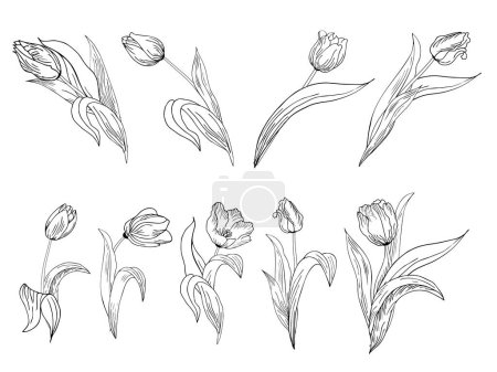 Illustration for A large set of different original tulip flowers. Contour hand drawing - Royalty Free Image