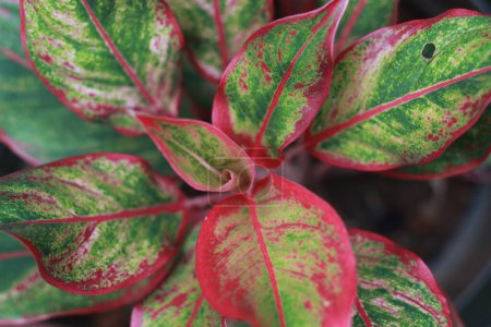 Foto de Un primer plano de la planta Aglaonema Siam Aurora que tiene un hermoso patrón rojo en sus hojas. concepto de foto floral. - Imagen libre de derechos