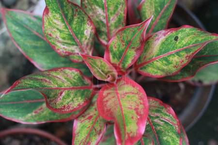 a close up of the Aglaonema Siam Aurora plant which has a beautiful red pattern on its leaves. floral photo concept.