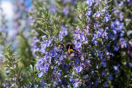 Primer plano del acercamiento de las abejas a la facelia de color lila en el paisaje toscano