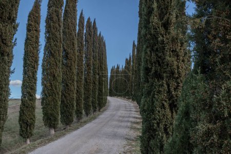 Ruhige, von Bäumen gesäumte Gasse in der Toskana: Rustikale Schotterstraße inmitten hoher Bäume