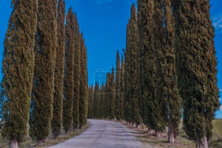 Tranquil Tuscan Tree-Lined Lane: Rustic Dirt Road Amidst Towering Trees