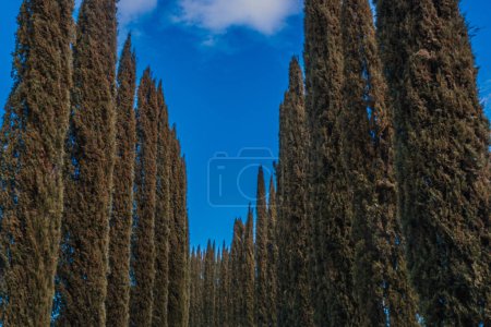 Ruhige, von Bäumen gesäumte Gasse in der Toskana: Rustikale Schotterstraße inmitten hoher Bäume