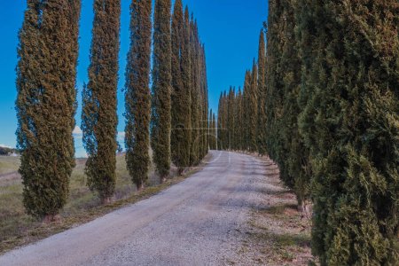 Tranquil Tuscan Tree-Lined Lane: Rustic Dirt Road Amidst Towering Trees