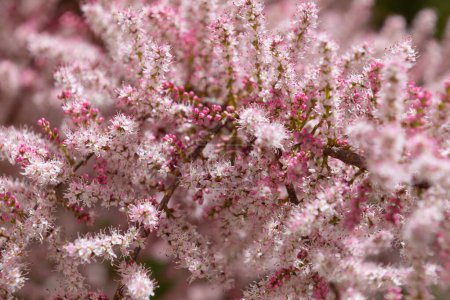 Schöne rosa Blüten von Tamarix parviflora. Kleinblumen-Tamariske. Frühjahrsblüte. Rosafarbener Hintergrund.