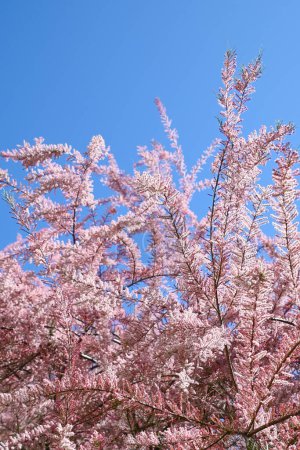 Schöne rosa Blüten von Tamarix parviflora. Kleinblumen-Tamariske. Frühjahrsblüte. Rosafarbener Hintergrund.