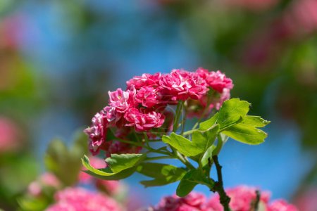 Schöne rosa Blüten von Crataegus laevigata, Nahaufnahme. Frühjahrsblüte. Floraler Hintergrund. Wiesenweissdorn, Englischer Weißdorn, Waldweissdorn, Mayflower.