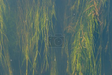 Stuckenia pectinata (Potamogeton pectinatus) in Wasser. sago pondweed, fenchel pondweed, ribbon weed. Wasserwerk