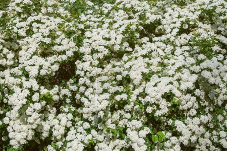Pequeñas flores blancas de Spiraea chamaedryfolia. Germander Meadowsweet, olmo-leaved spirea. Floración de primavera. Fondo floral.