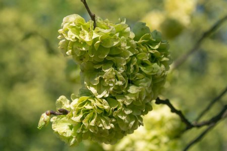 Grüne Blüten von Ulmus glabra Hudson. die Wych Ulme oder die Schottische Ulme. Frühjahrsblüte. Grüner natürlicher Hintergrund.