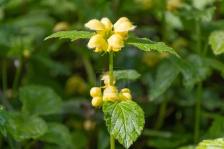 Yellow Lamium galeobdolon flower, close-up. the yellow archangel, golden dead-nettle, aluminum plant or artillery plant.