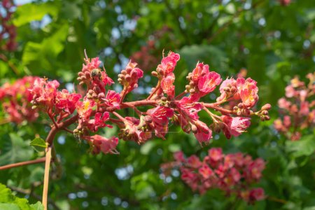 Pink flowers of Aesculus carnea, close-up. red horse-chestnut. Spring bloom.