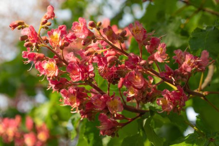 Pink flowers of Aesculus carnea, close-up. red horse-chestnut. Spring bloom.