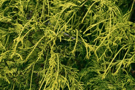 Green branches of Chamaecyparis, close-up. cypress, false cypress. Green plant background.