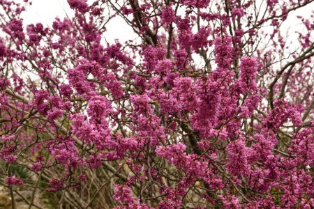 Pink flowering tree Cercis chinensis, the Chinese redbud. Spring bloom. Floral background. Floral landscape.