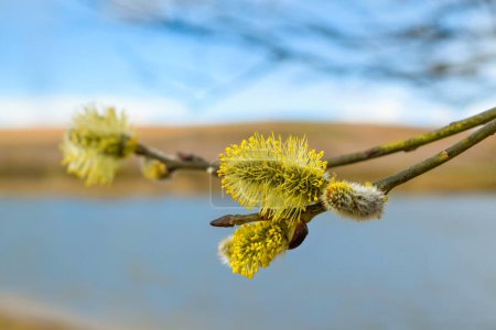 Buds on the branches. Willow. The coming of spring. Nature.