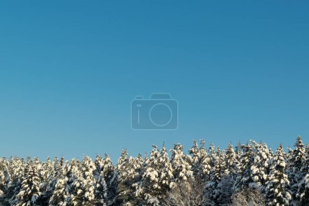 Snow-covered spruce trees and blue sky. Beautiful winter landscape.