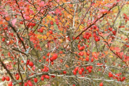 Berberis vulgaris, common barberry, European barberry, simply barberry. Red berries on a bush with thorns.